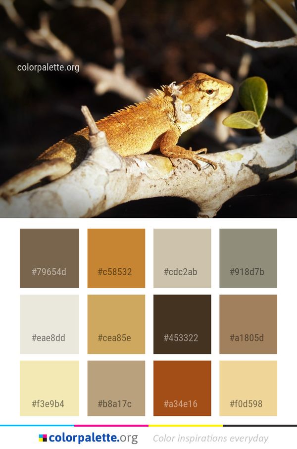 Reptile Fauna Lizard Color Palette