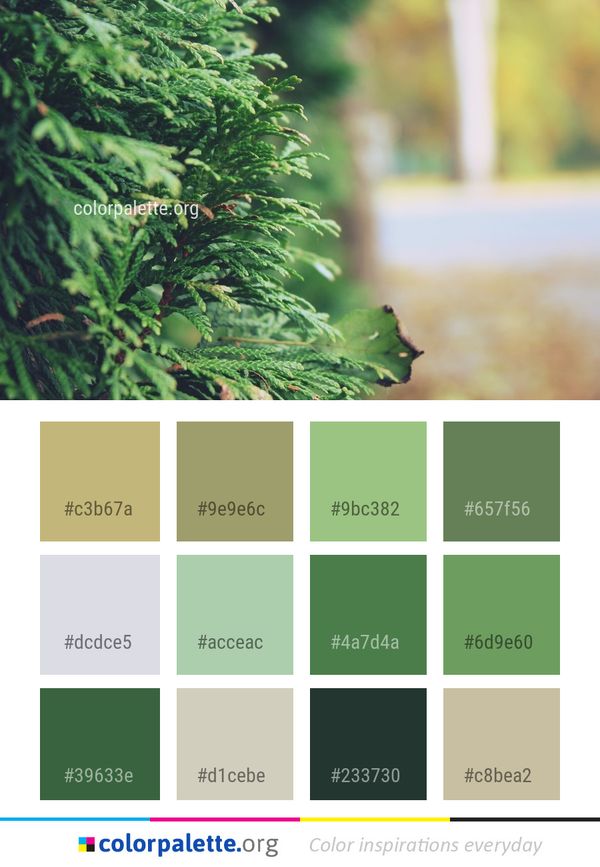 Vegetation Leaf Tree Color Palette
