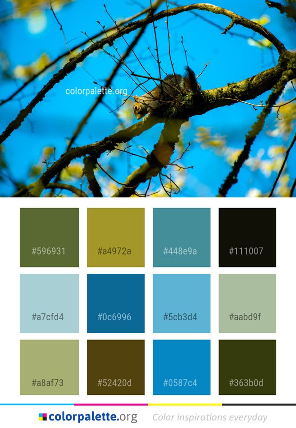 Branch Tree Sky Color Palette