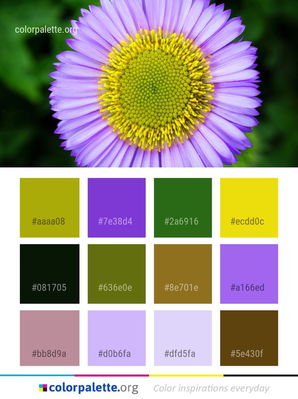 Flower Purple Flora Color Palette