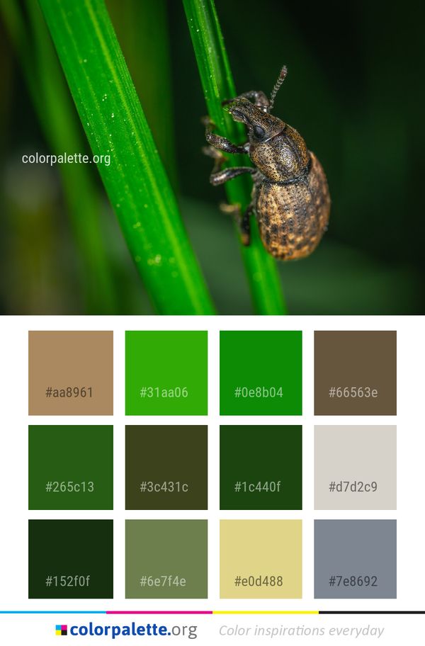 Insect Fauna Macro Photography Color Palette