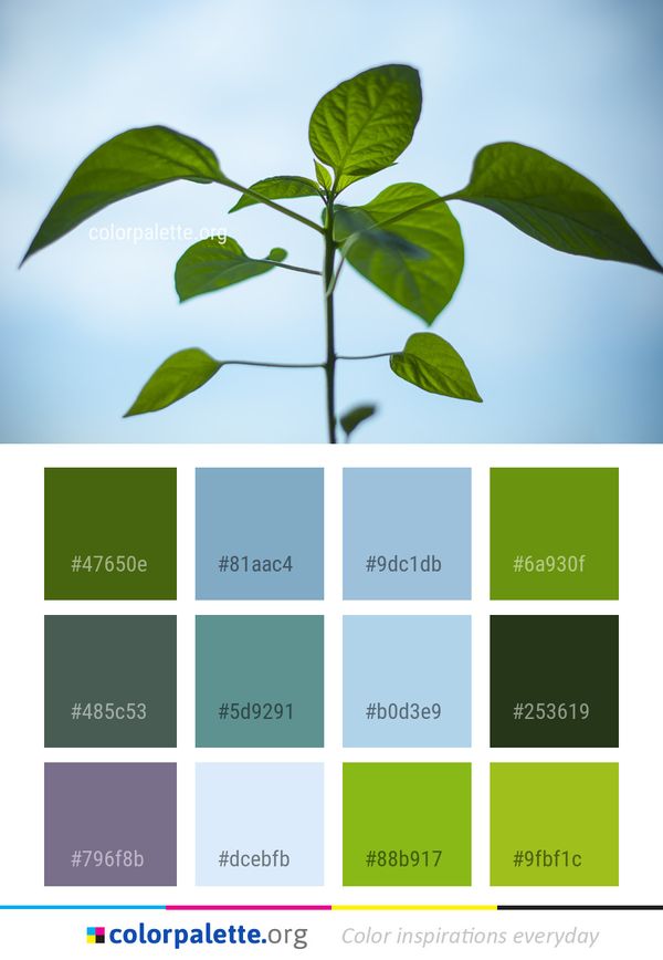 Leaf Plant Stem Color Palette