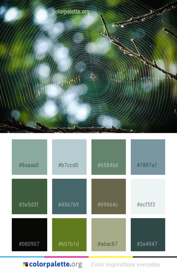 Spider Web Water Green Color Palette