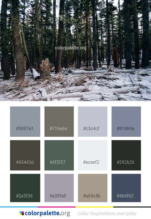 Tree Snow Winter Color Palette