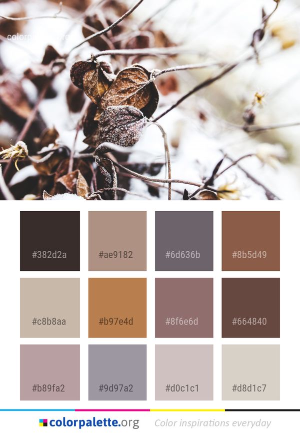 Branch Flora Winter Color Palette