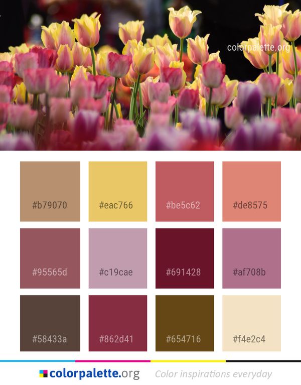 Flower Pink Flowering Plant Color Palette
