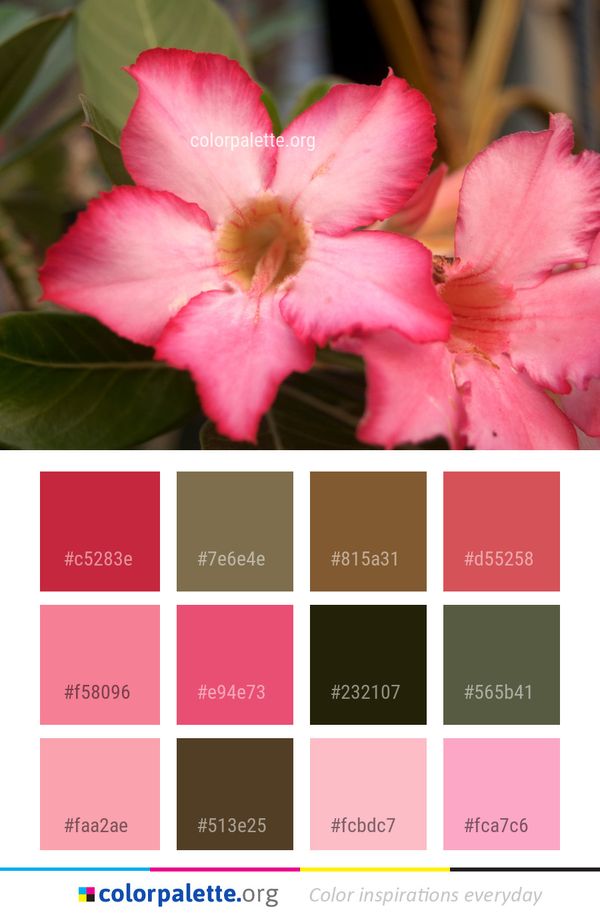 Flower Pink Plant Color Palette
