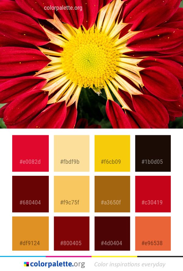 Flower Yellow Flora Color Palette