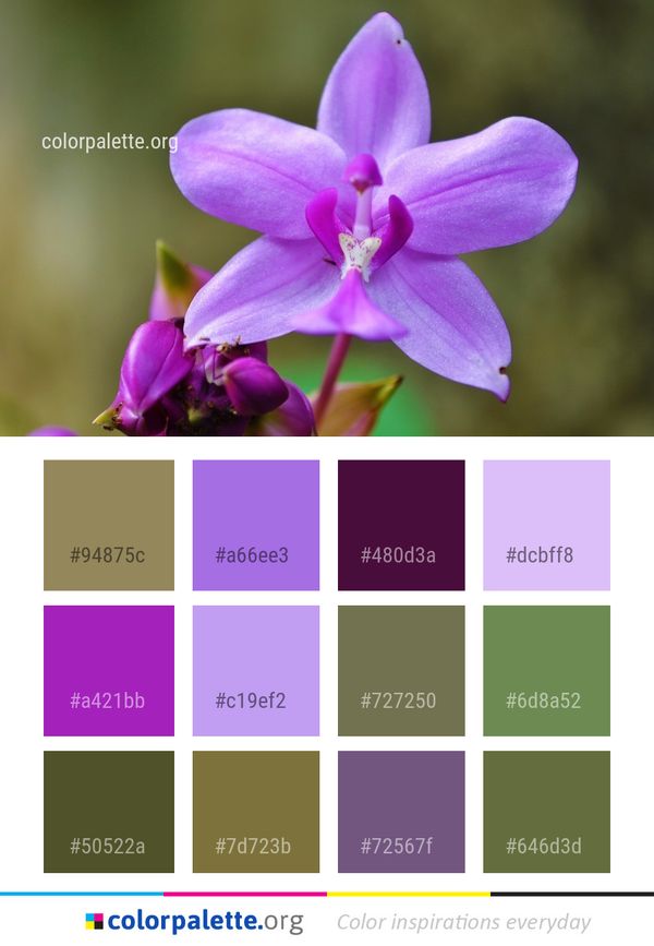 Flower Flora Plant Color Palette