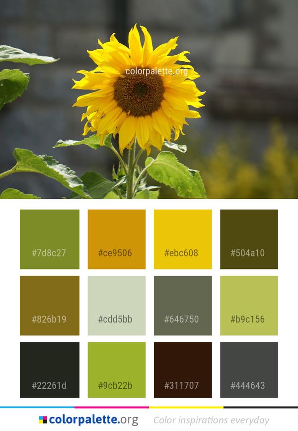 Flower Sunflower Yellow Color Palette