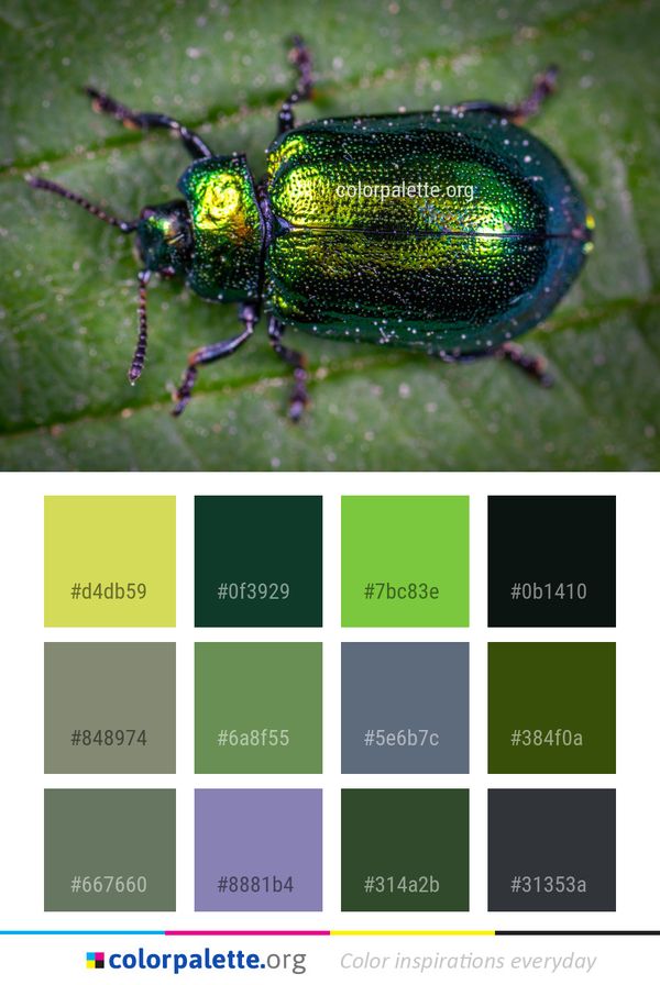 Insect Beetle Invertebrate Color Palette