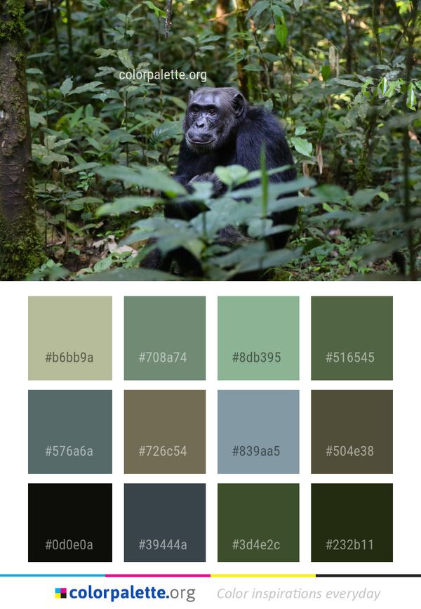 Mammal Great Ape Fauna Color Palette