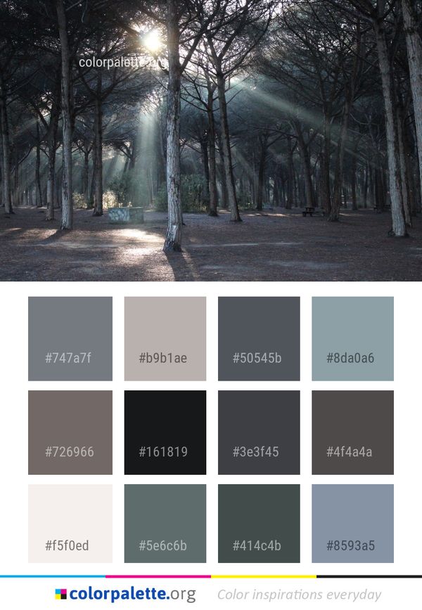 Tree Woody Plant Forest Color Palette