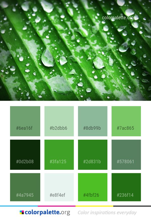 Water Dew Green Color Palette