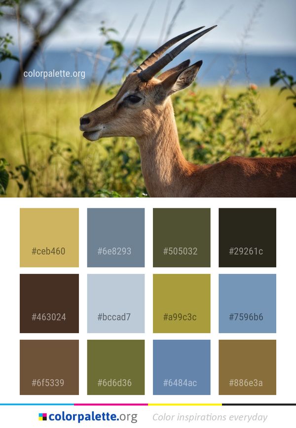 Wildlife Fauna Antelope Color Palette