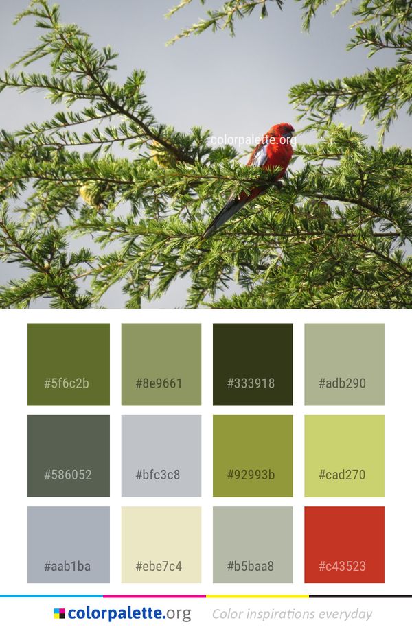 Bird Fauna Tree Color Palette