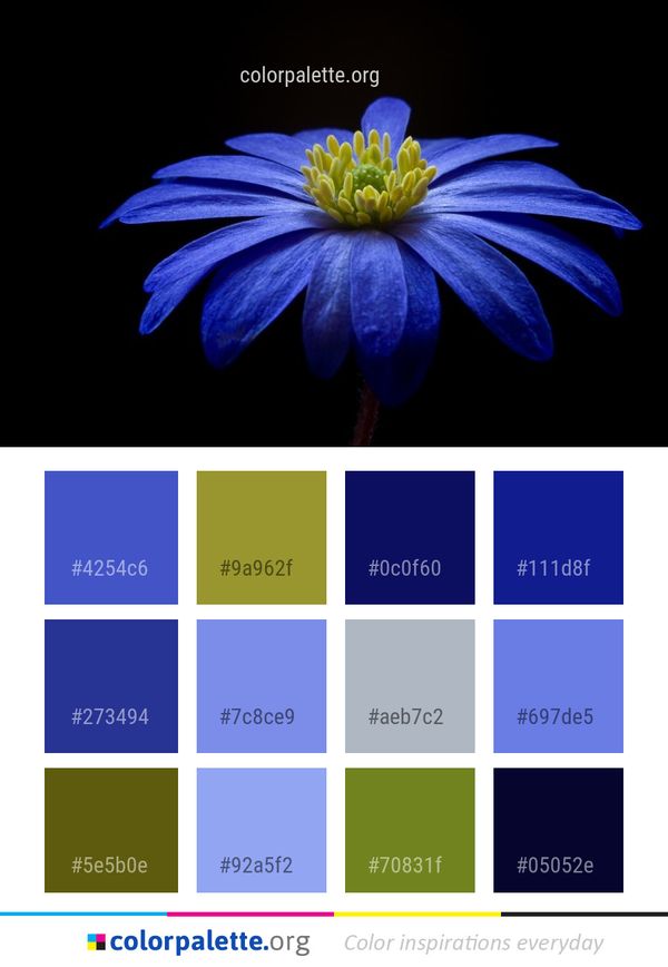 Flower Blue Flora Color Palette