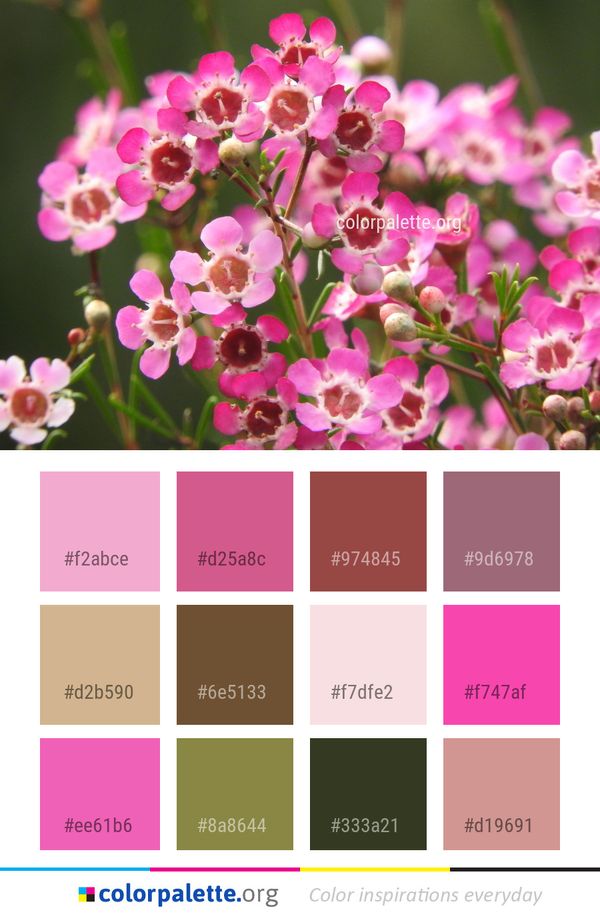Flower Plant Pink Color Palette