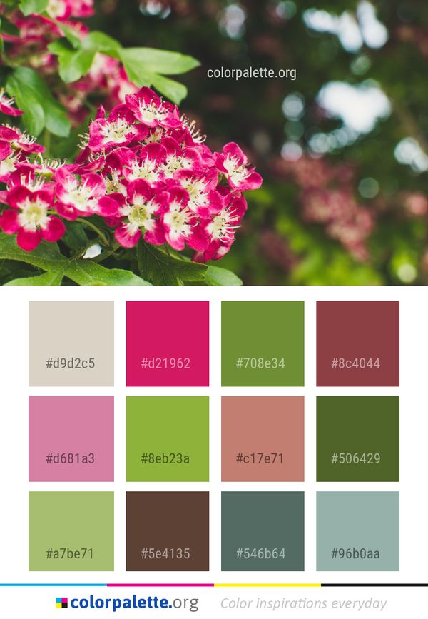 Flower Plant Pink Color Palette