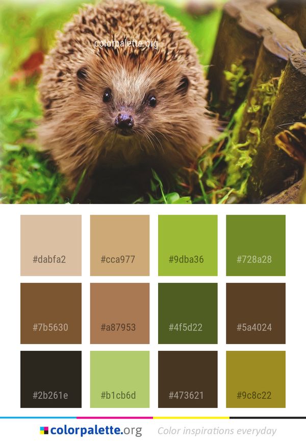 Hedgehog Domesticated Erinaceidae Color Palette