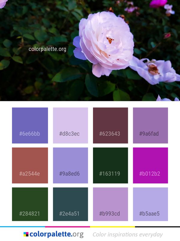 Flower Rose Family Color Palette