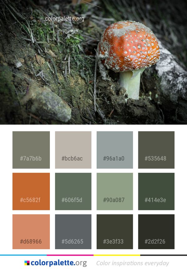 Fungus Mushroom Penny Bun Color Palette