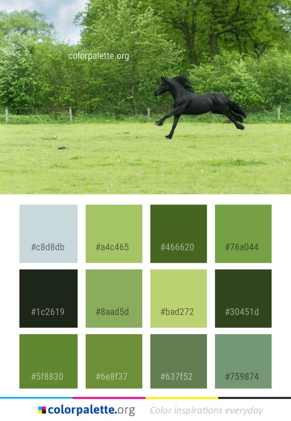 Horse Pasture Ecosystem Color Palette