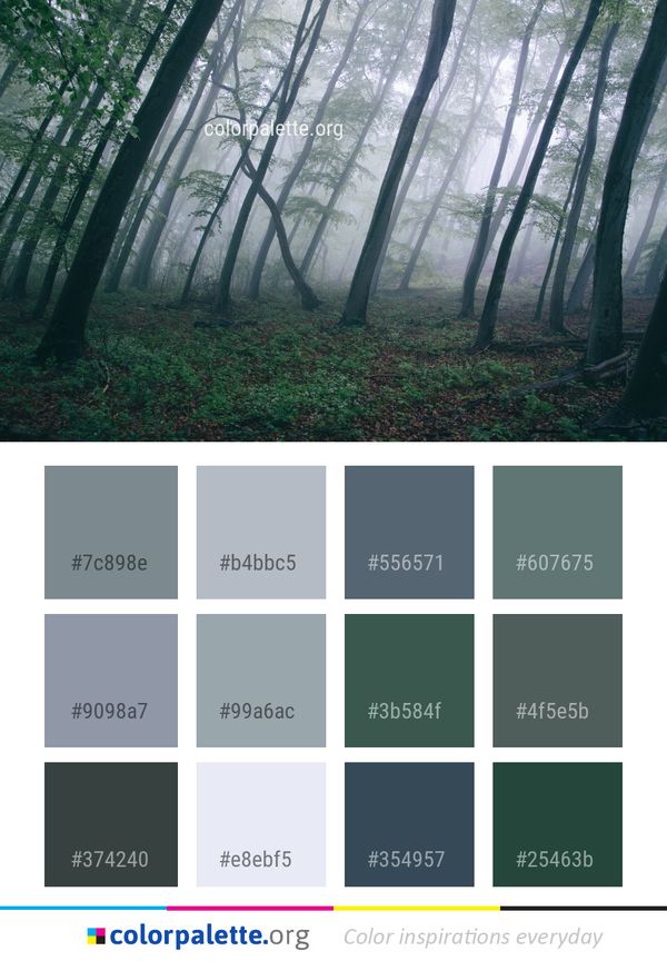 Woodland Forest Ecosystem Color Palette
