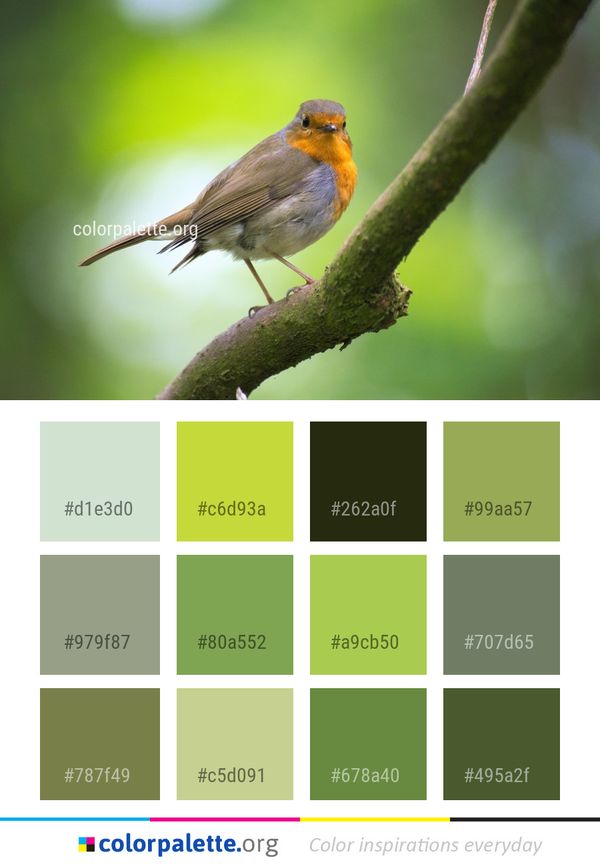 Bird European Robin Fauna Color Palette
