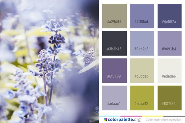 Blue Lavender Flower Color Palette