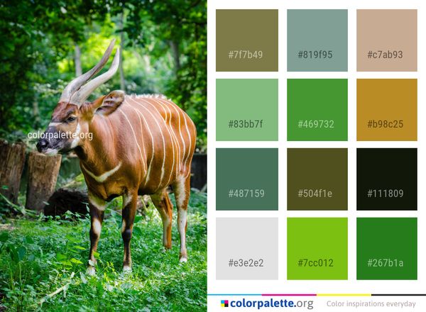 Bongo Wildlife Fauna Color Palette