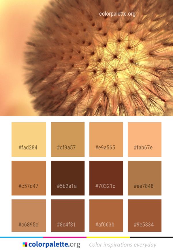 Close Up Macro Photography Flower Color Palette