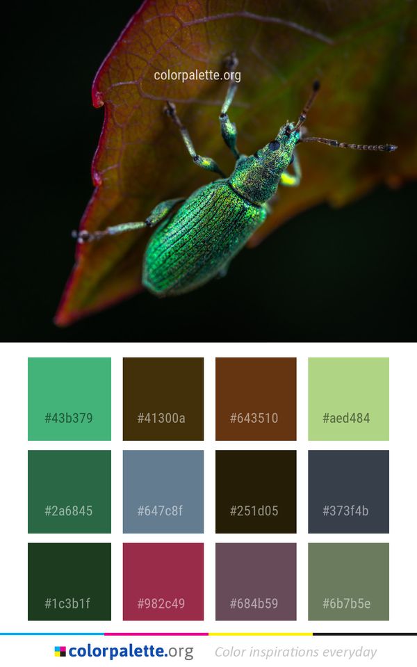 Insect Macro Photography Invertebrate Color Palette