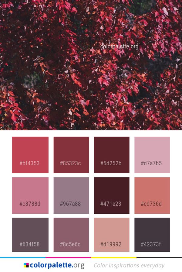 Leaf Autumn Tree Color Palette