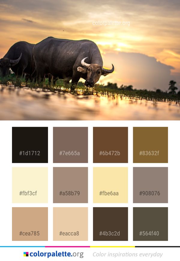 Wildlife Cattle Like Mammal Sky Color Palette