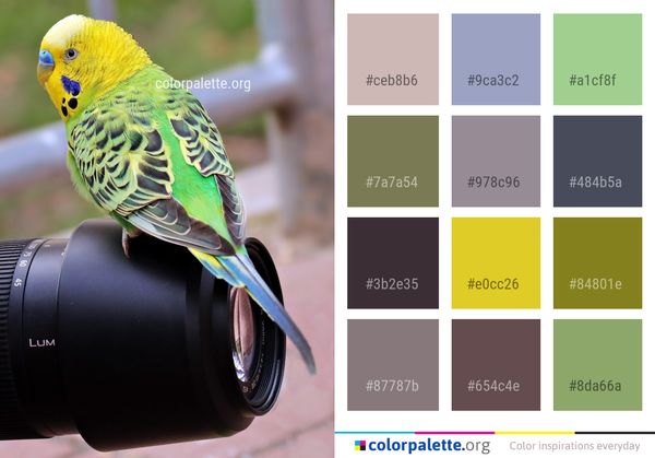 Bird Common Pet Parakeet Color Palette
