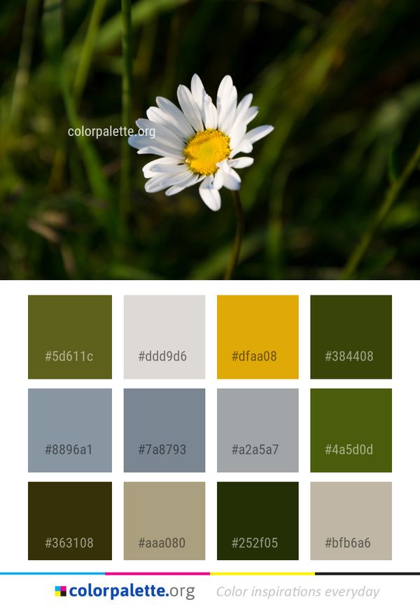 Flower Flora Daisy Color Palette