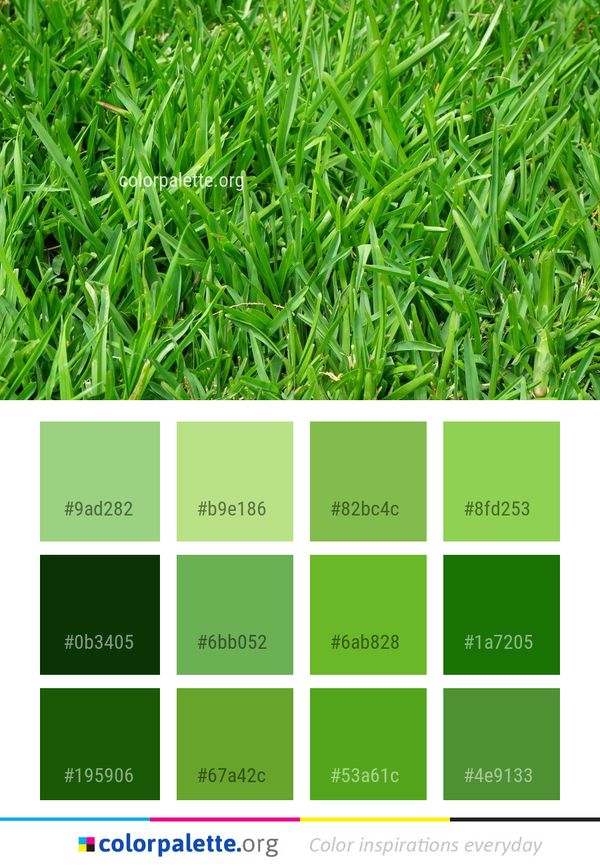 Grass Plant Family Color Palette