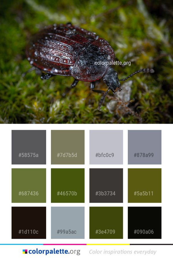 Insect Beetle Fauna Color Palette
