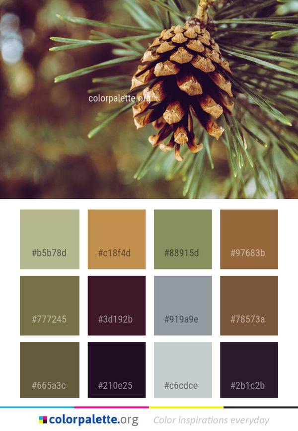 Pine Family Conifer Cone Close Up Color Palette