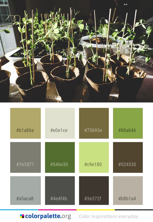 Plant Flowerpot Herb Color Palette