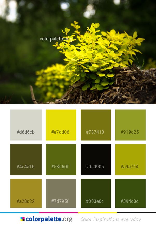Plant Yellow Flora Color Palette