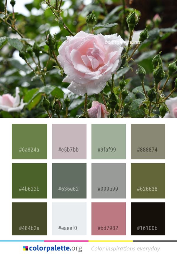 Rose Family Flower Color Palette
