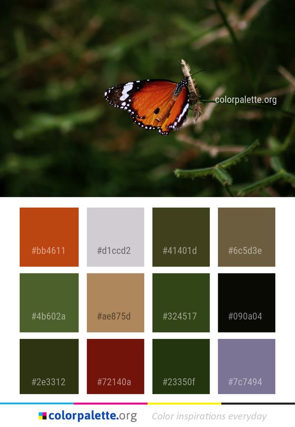 Butterfly Insect Moths And Butterflies Color Palette