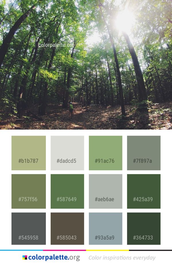 Forest Woodland Vegetation Color Palette