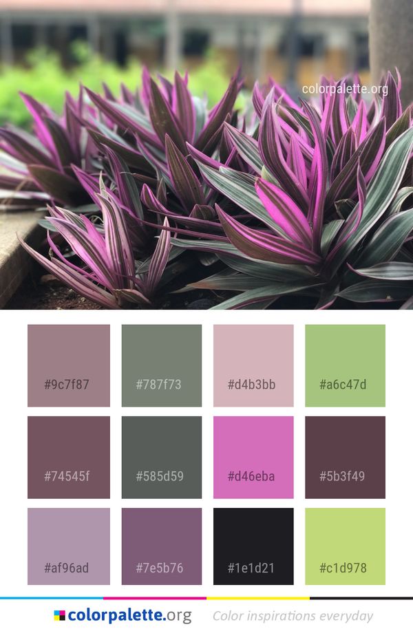 Plant Flora Flower Color Palette