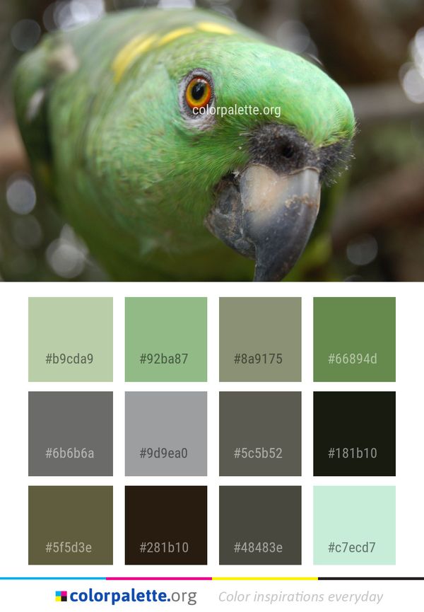 Bird Beak Parrot Color Palette
