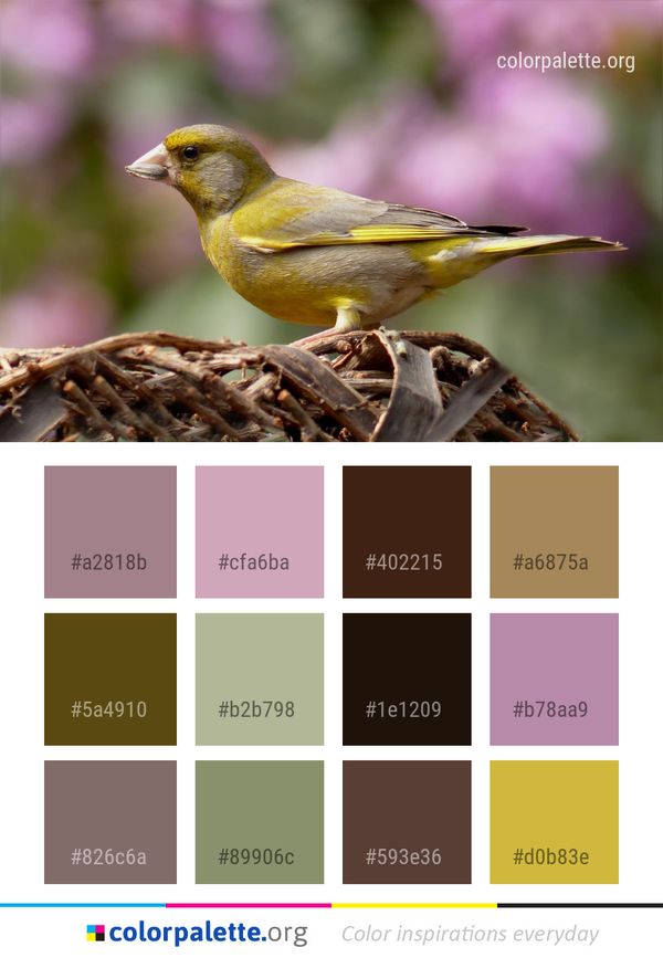 Bird Finch Beak Color Palette