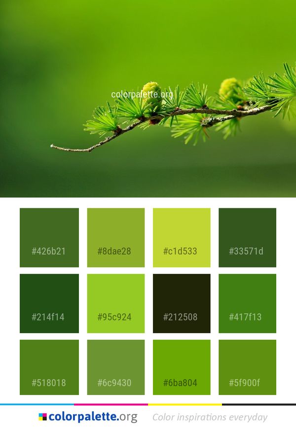 Branch Leaf Close Up Color Palette