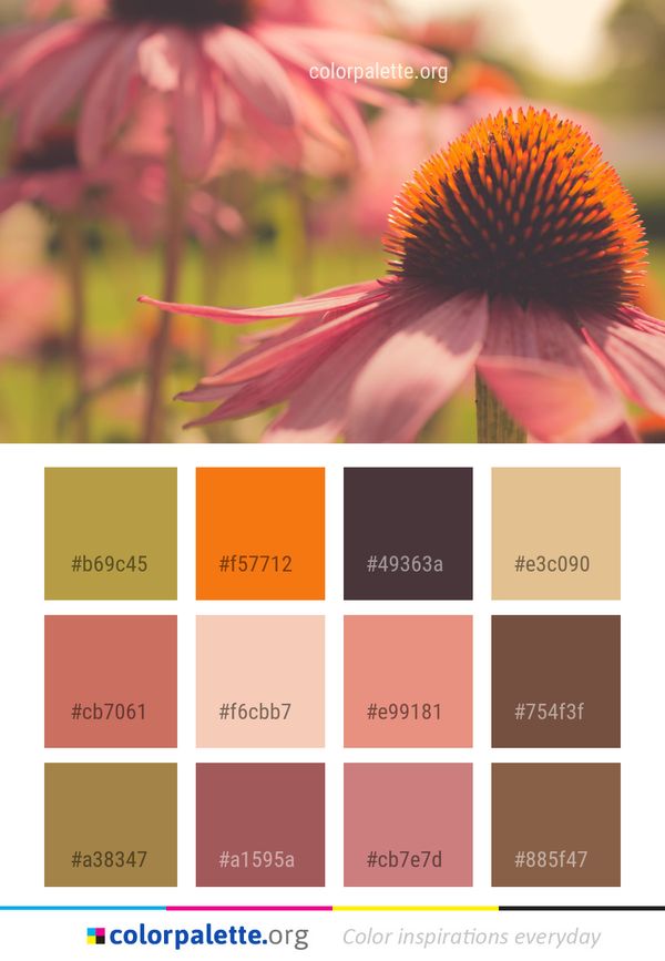 Flower Coneflower Flora Color Palette